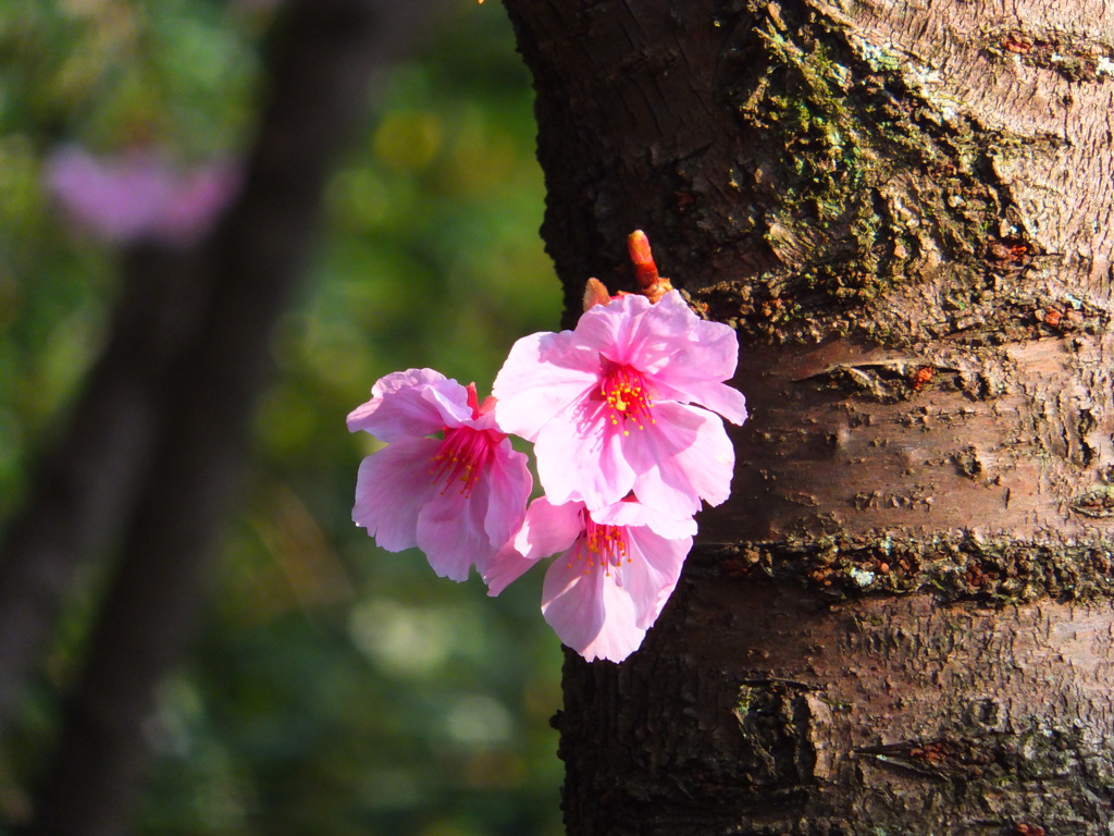 ハート形桜