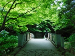 森の中の橋