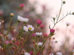 小さな花