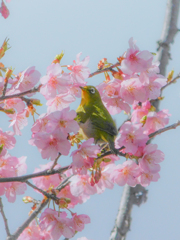メジロさん