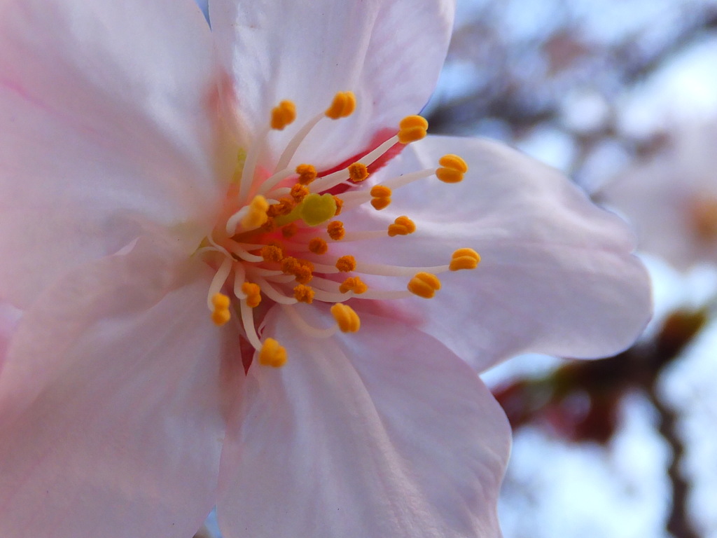 桜