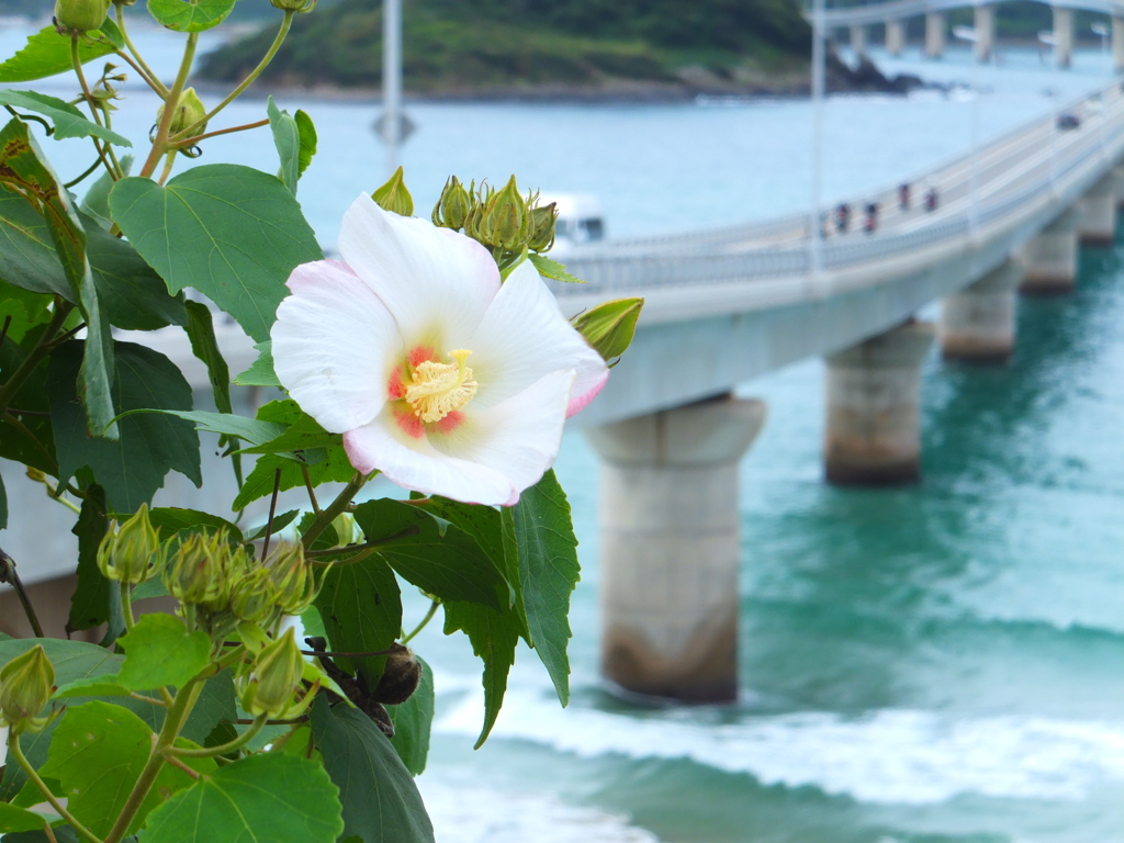 夏の花