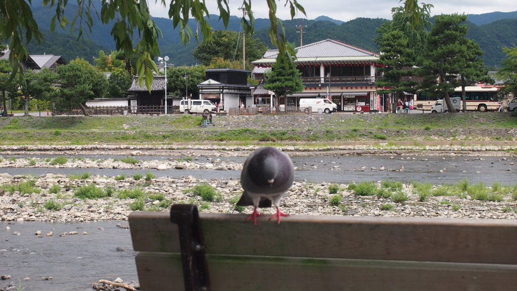 鳩さんがお出迎え