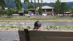 鳩さんがお出迎え
