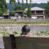 鳩さんがお出迎え