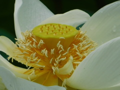 蓮の花