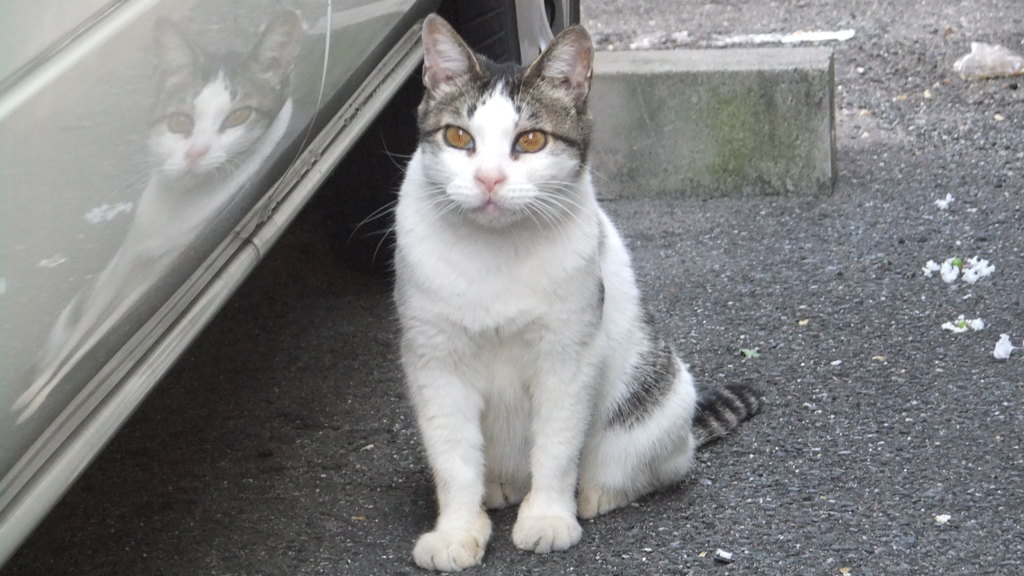 伝説の地域猫みいたろう