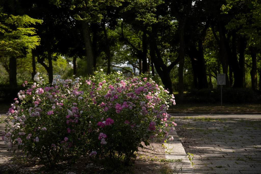 15時　公園の花