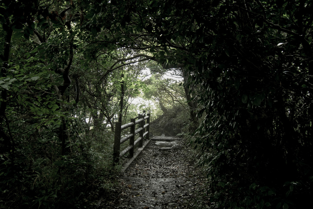 木に囲まれた道
