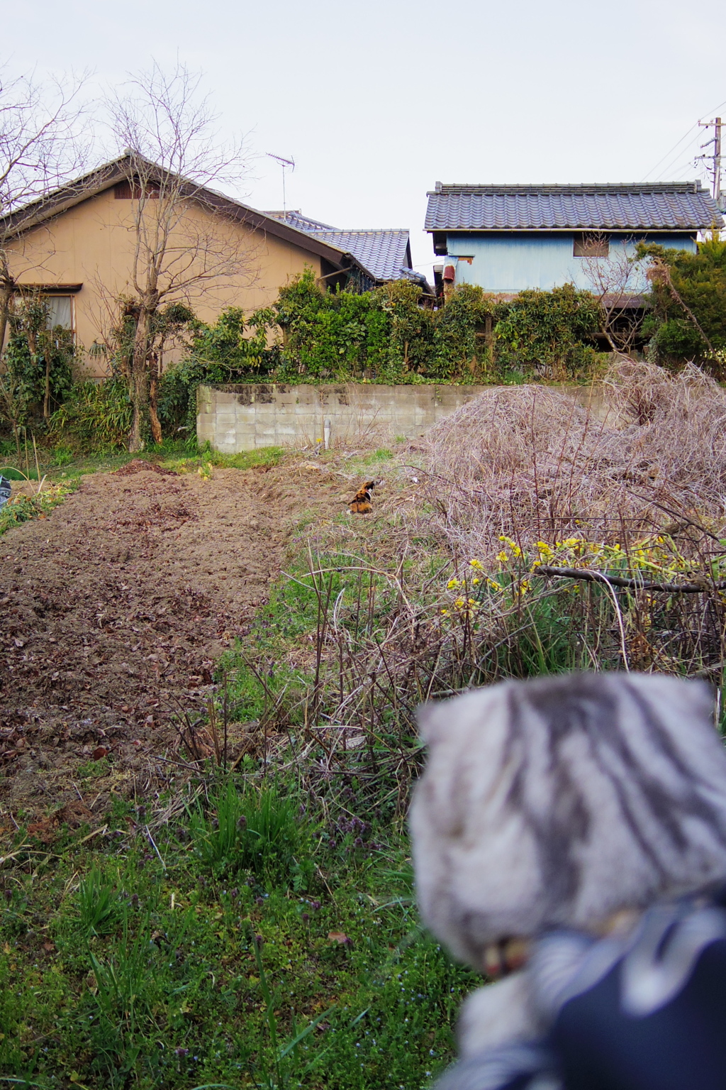 IMGP4767