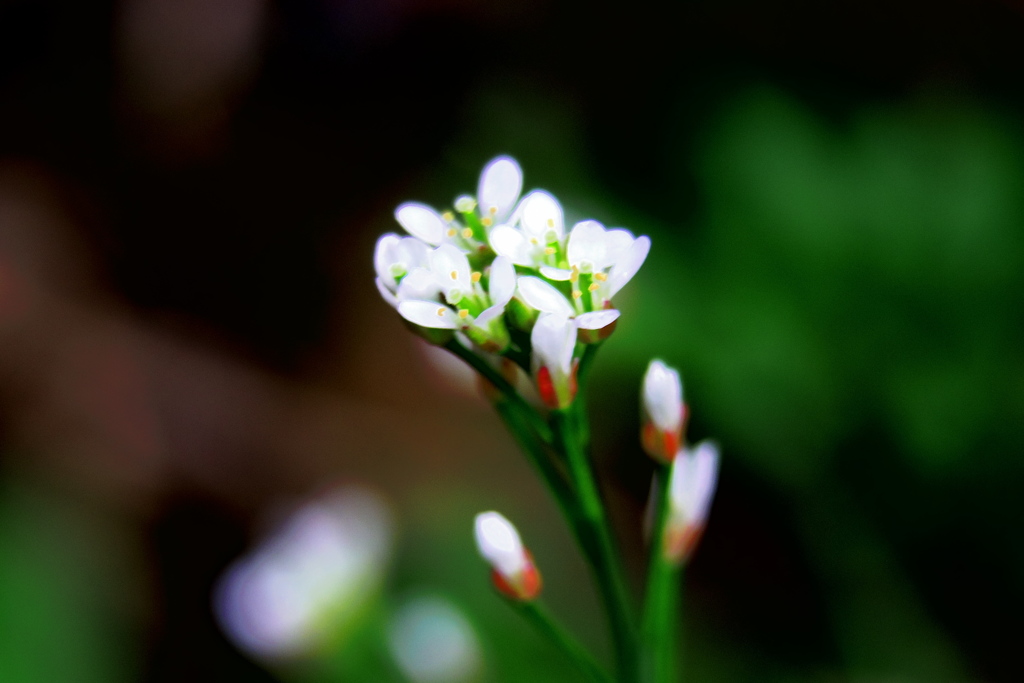 IMGP4551
