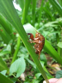 セミの脱け殻