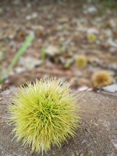 緑のイガ栗