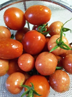 庭のミニトマト３種