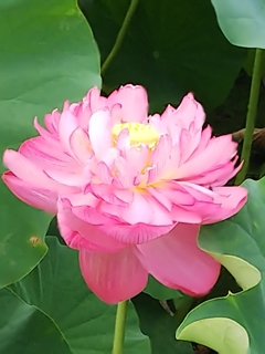 蓮の花