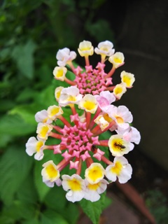 ランタナとあり