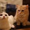 はにちくわ