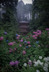 モヤと塔と紫陽花と…