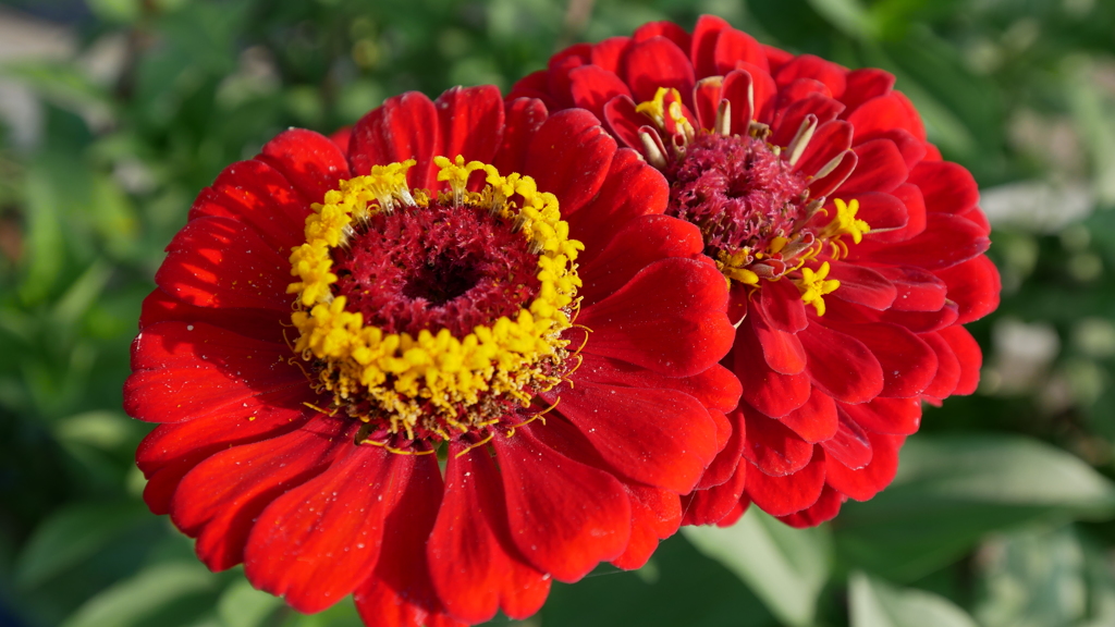 畑の花