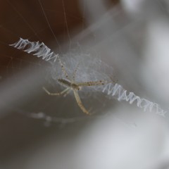 アルファベット・スパイダー
