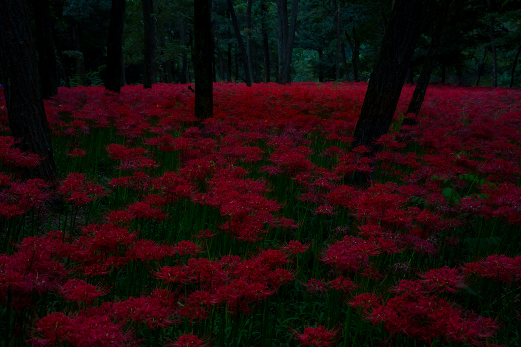巾着田