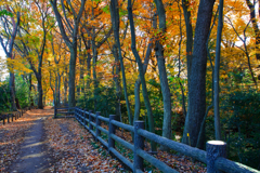 玉川上水小平地内の紅葉