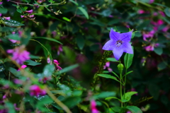 向島百花園にて