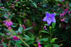 向島百花園にて