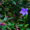 向島百花園にて