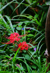 向島百花園にて