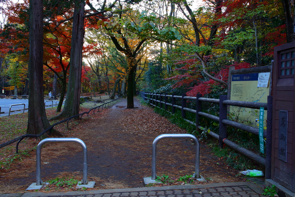 玉川上水-井の頭公園