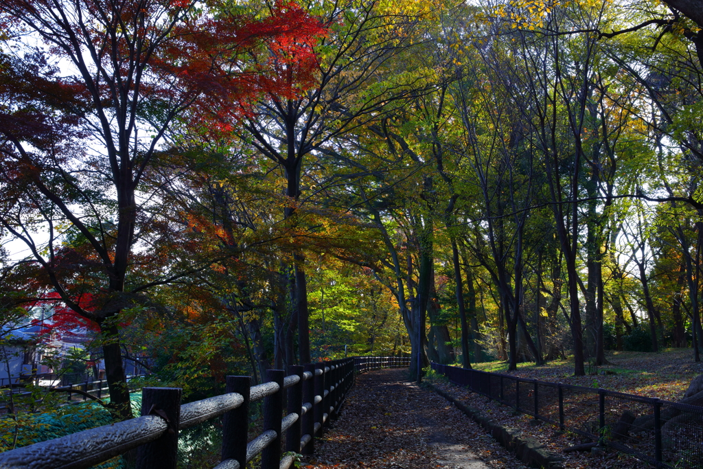 玉川上水-井の頭公園を抜けて