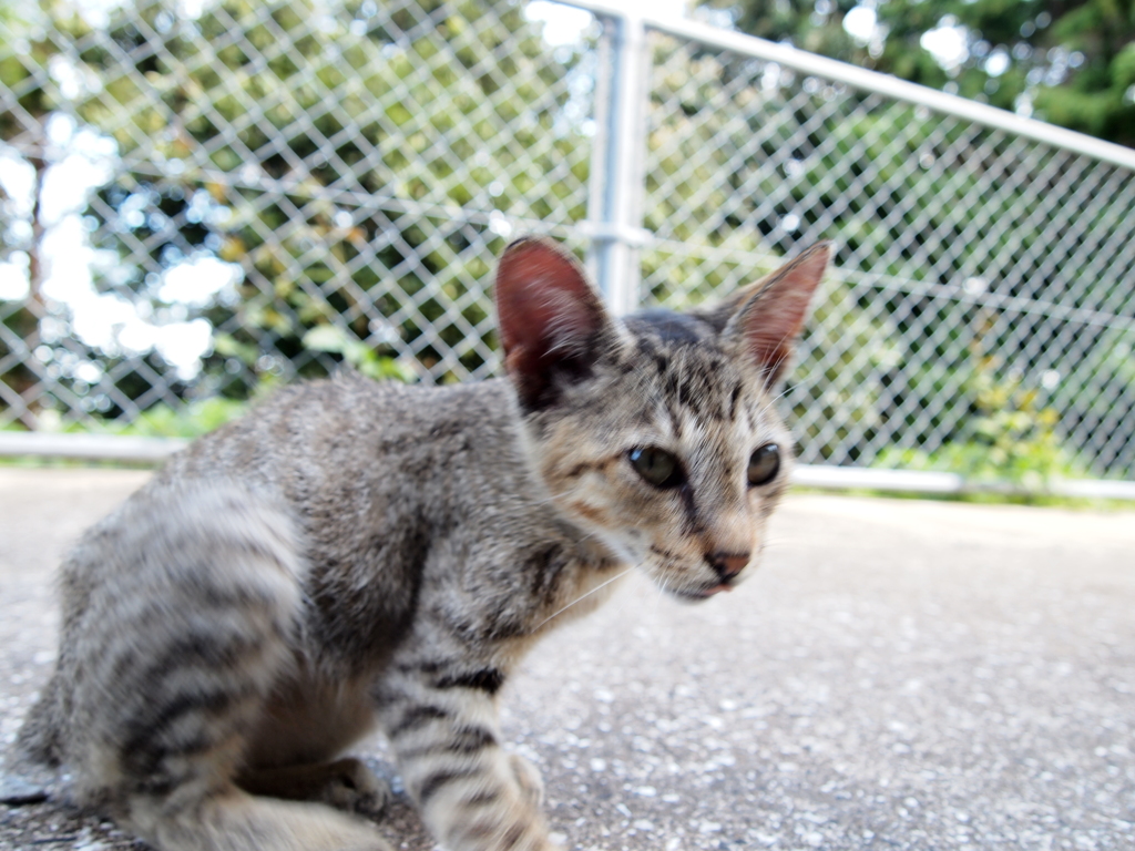 猫