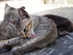 猫