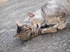 じゃれあう二匹の猫