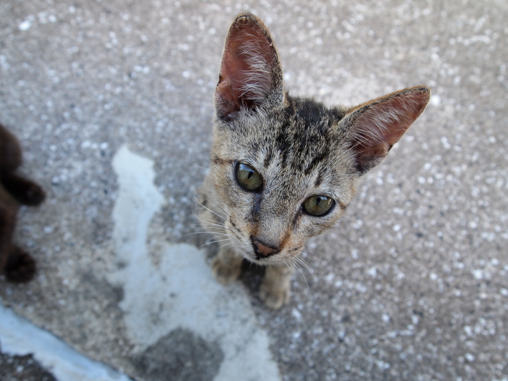 猫