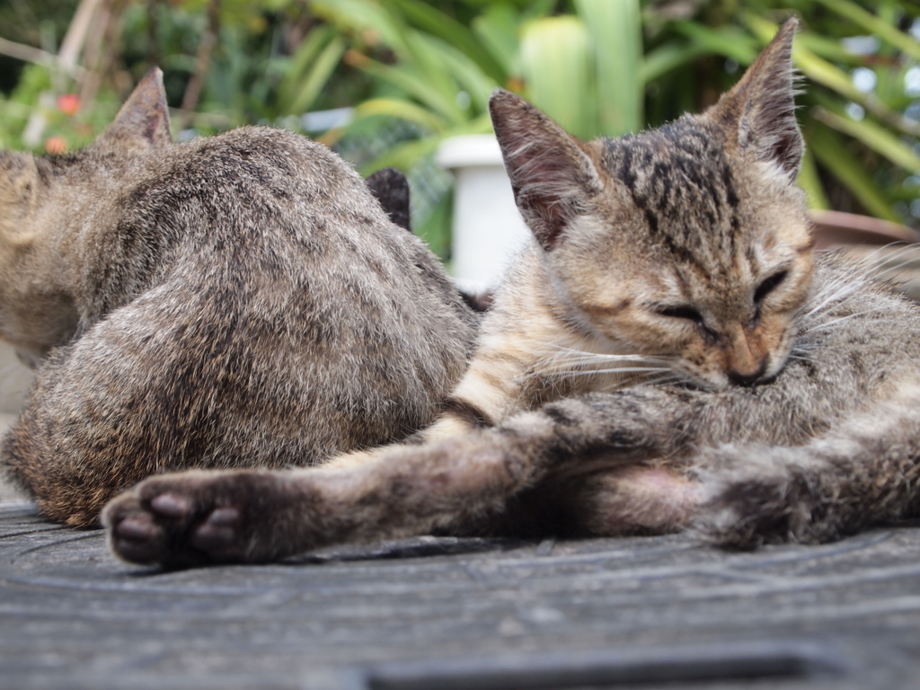 猫