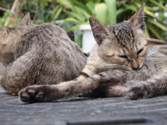 猫