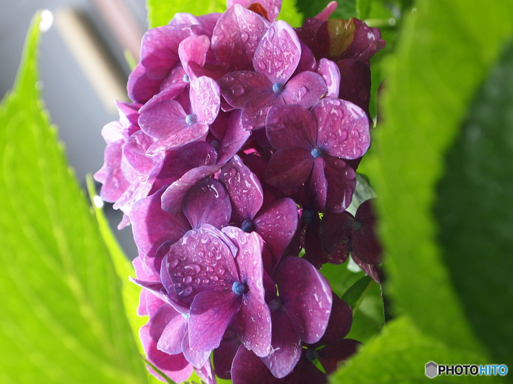 紫陽花