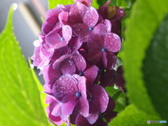 紫陽花