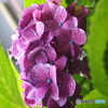 紫陽花