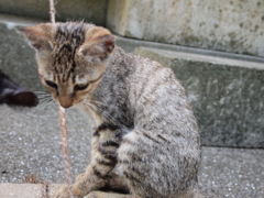 猫