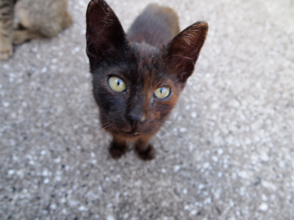 猫