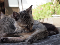 猫