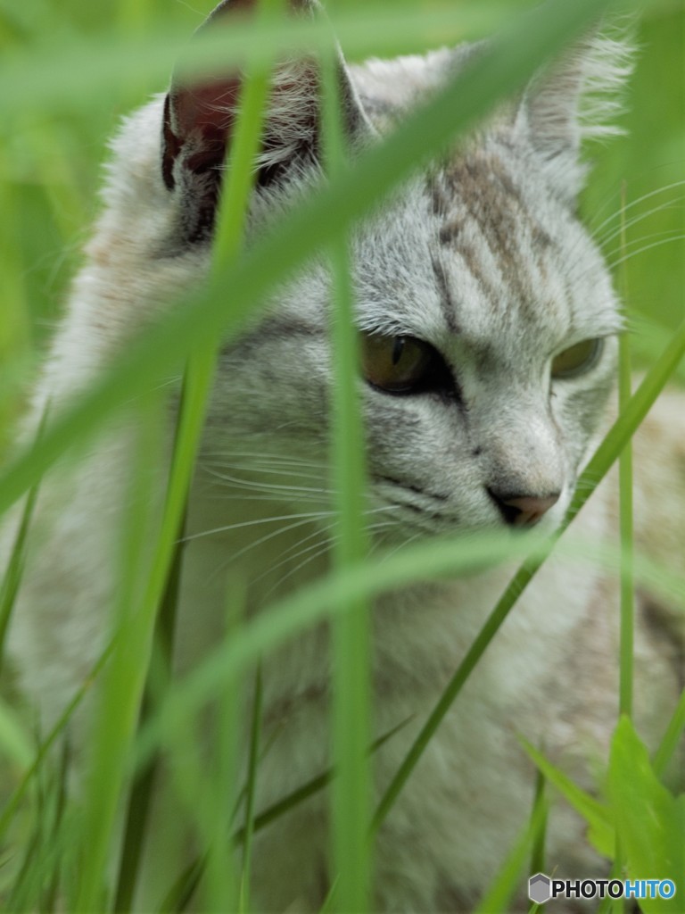 今は亡き猫…。
