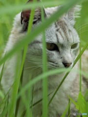 今は亡き猫…。