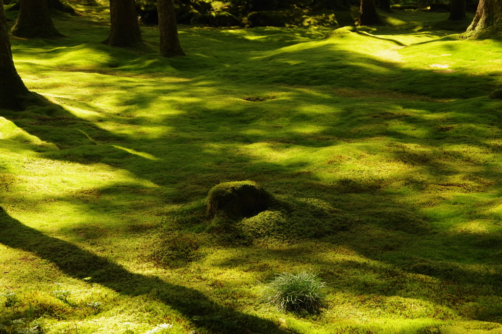 光と苔の絨毯