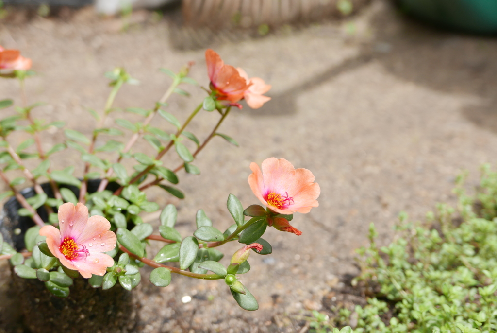 お花