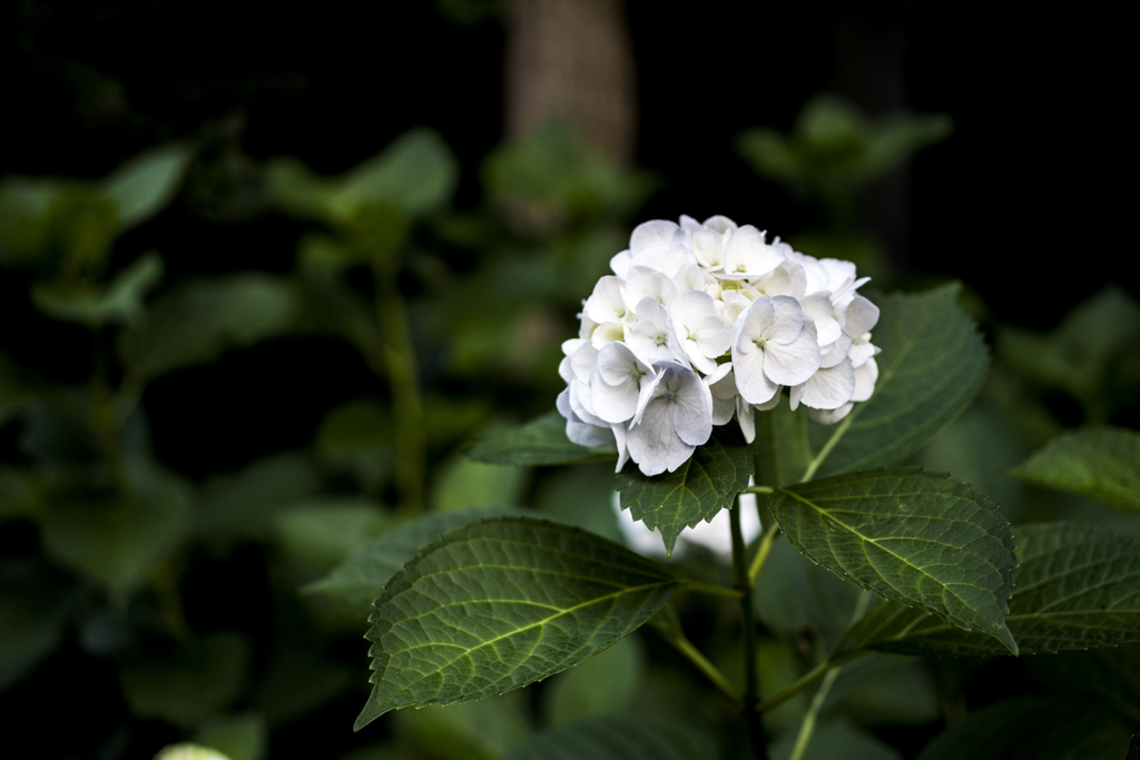 近所の紫陽花