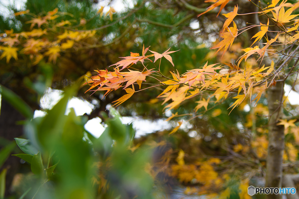 山寺 紅葉